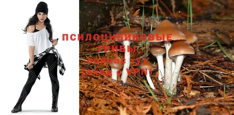 Галлюциногенные грибы MAGIC MUSHROOMS  сайты даркнета наркотические препараты  Бокситогорск 